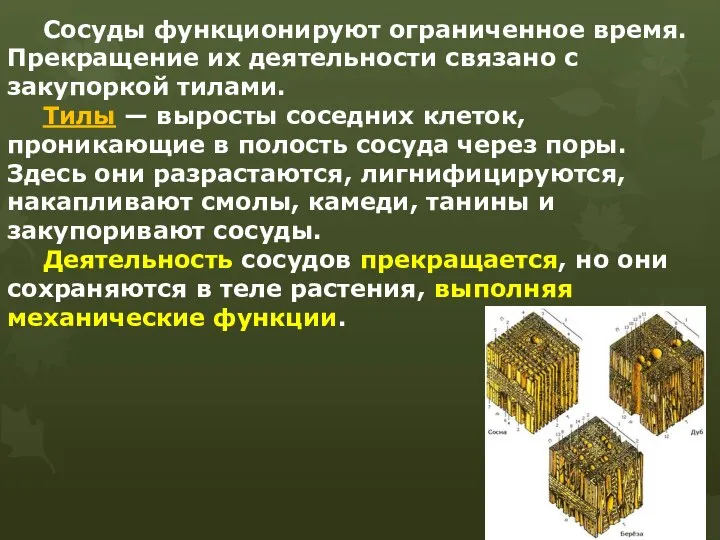 Сосуды функционируют ограниченное время. Прекращение их деятельности связано с закупоркой тилами.