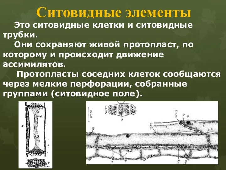 Ситовидные элементы Это ситовидные клетки и ситовидные трубки. Они сохраняют живой