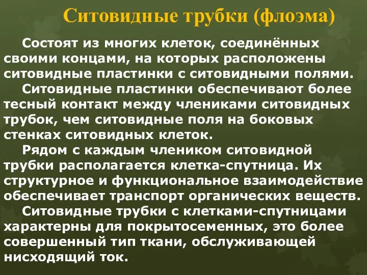 Ситовидные трубки (флоэма) Состоят из многих клеток, соединённых своими концами, на