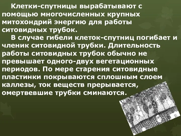 Клетки-спутницы вырабатывают с помощью многочисленных крупных митохондрий энергию для работы ситовидных