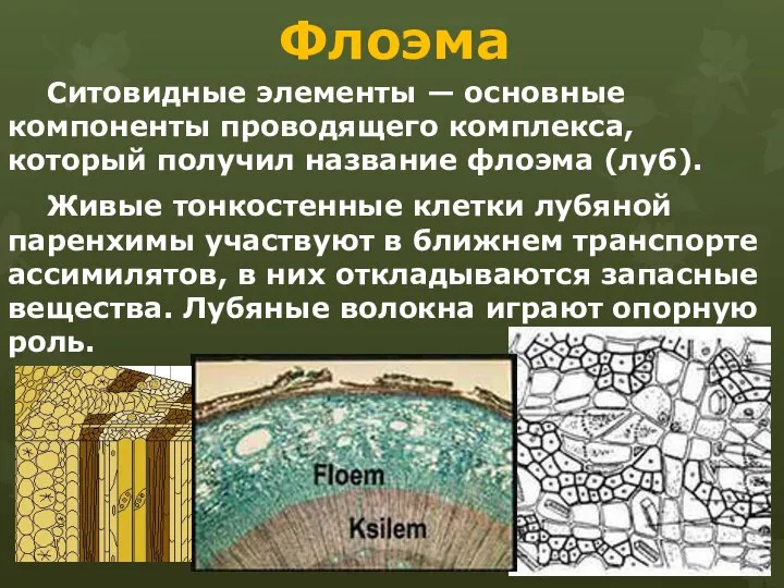 Флоэма Ситовидные элементы — основные компоненты проводящего комплекса, который получил название