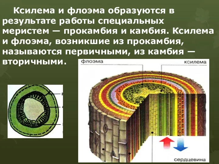 Ксилема и флоэма образуются в результате работы специальных меристем — прокамбия