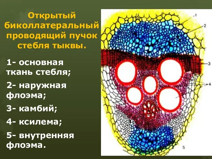 Открытый биколлатеральный проводящий пучок стебля тыквы. 1- основная ткань стебля; 2-