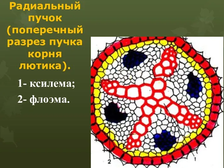 Радиальный пучок (поперечный разрез пучка корня лютика). 1- ксилема; 2- флоэма.