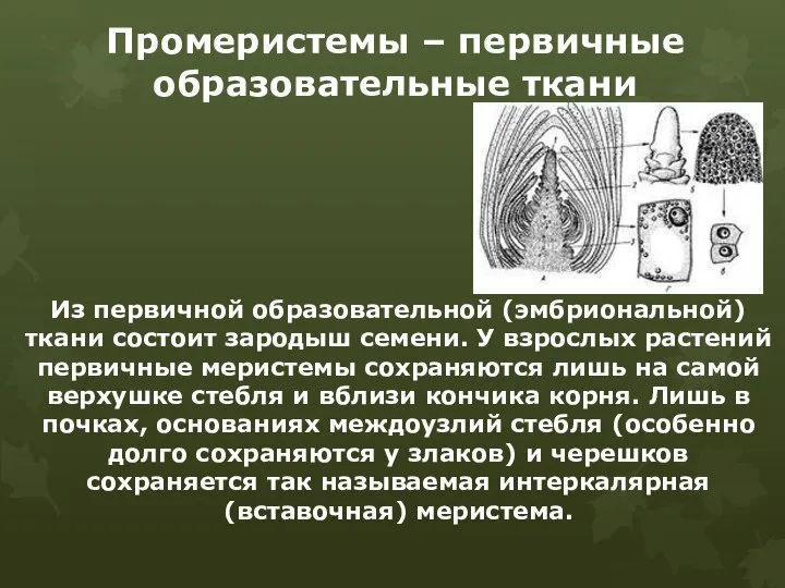 Промеристемы – первичные образовательные ткани Из первичной образовательной (эмбриональной) ткани состоит