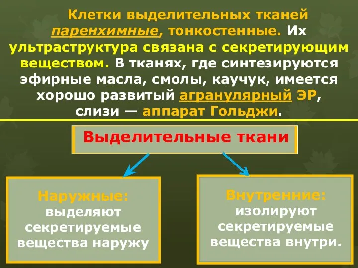 Клетки выделительных тканей паренхимные, тонкостенные. Их ультраструктура связана с секретирующим веществом.