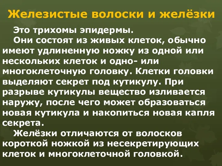 Железистые волоски и желёзки Это трихомы эпидермы. Они состоят из живых