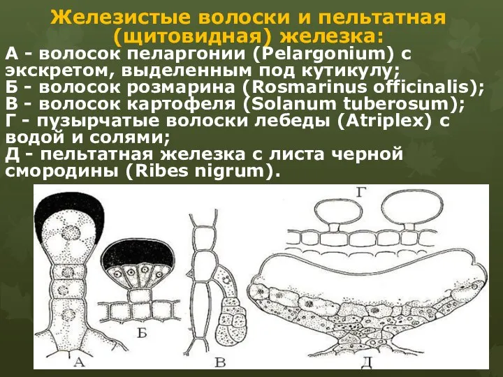 Железистые волоски и пельтатная (щитовидная) железка: А - волосок пеларгонии (Pelargonium)
