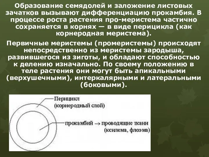 Образование семядолей и заложение листовых зачатков вызывают дифференциацию прокамбия. В процессе