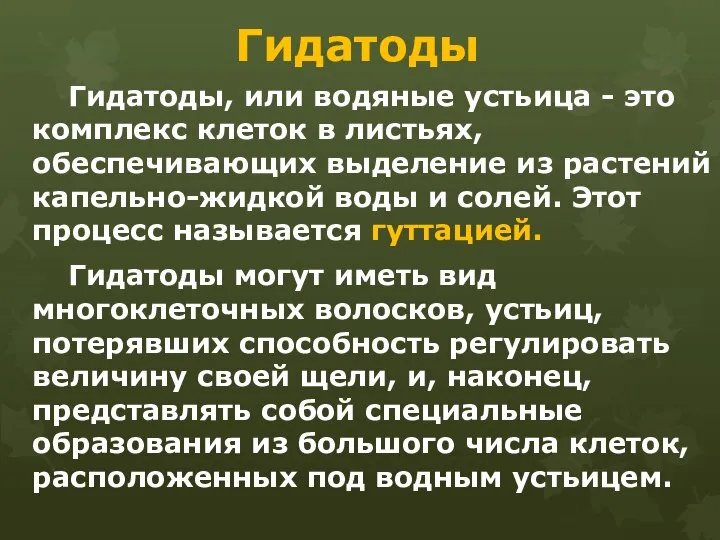 Гидатоды Гидатоды, или водяные устьица - это комплекс клеток в листьях,