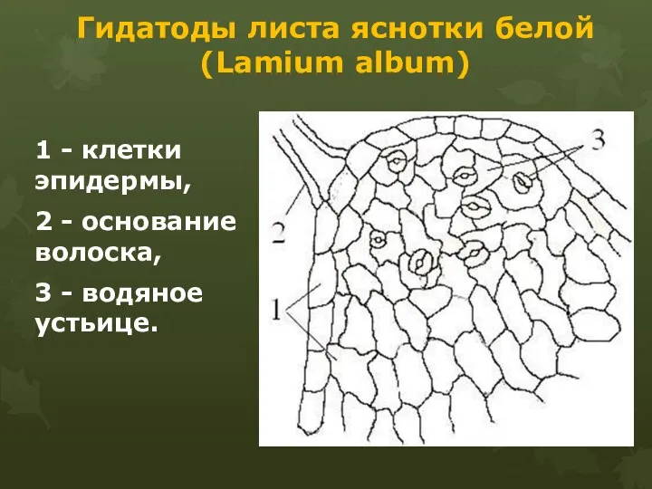 Гидатоды листа яснотки белой (Lamium album) 1 - клетки эпидермы, 2