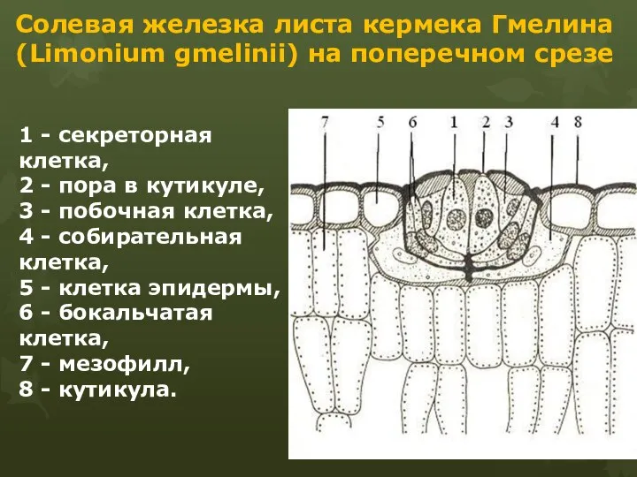 Солевая железка листа кермека Гмелина (Limonium gmelinii) на поперечном срезе 1