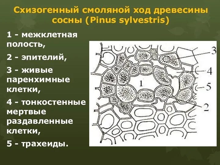 Схизогенный смоляной ход древесины сосны (Pinus sylvestris) 1 - межклетная полость,