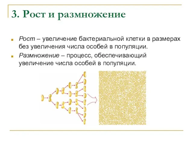 3. Рост и размножение Рост – увеличение бактериальной клетки в размерах