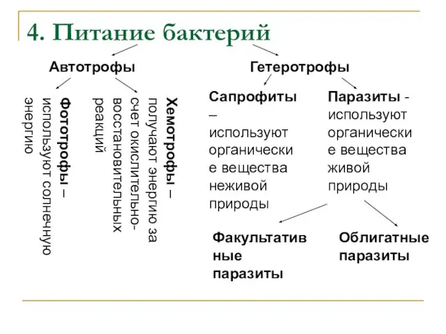 4. Питание бактерий Автотрофы Гетеротрофы Фототрофы – используют солнечную энергию Хемотрофы