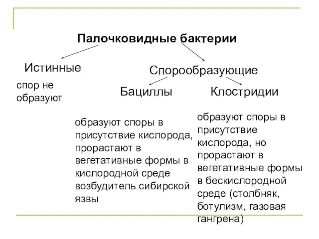 Палочковидные бактерии Истинные Спорообразующие Бациллы Клостридии спор не образуют образуют споры