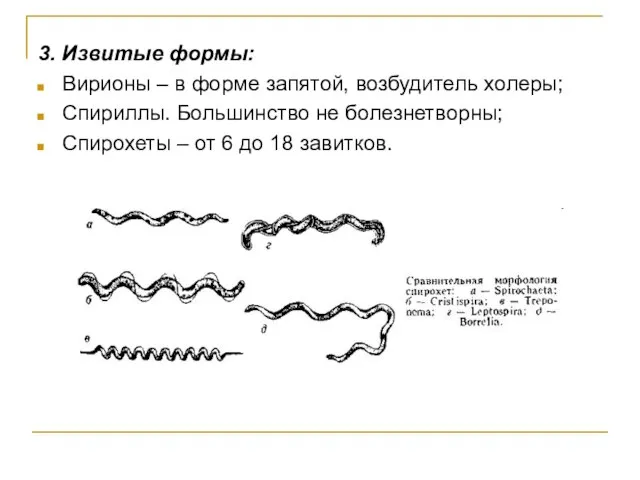 3. Извитые формы: Вирионы – в форме запятой, возбудитель холеры; Спириллы.