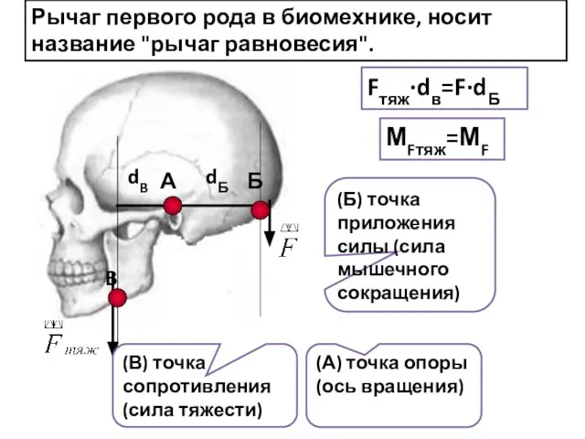 А B Б dB dБ (А) точка опоры (ось вращения) (В)