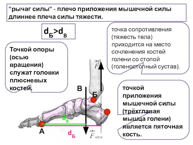 А В Б dБ dB "рычаг силы" - плечо приложения мышечной