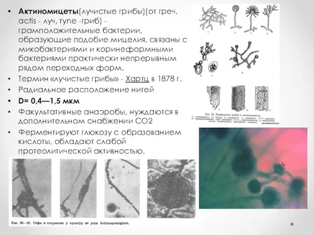 Актиномицеты(лучистые грибы)(от греч. actis - луч, туnе -гриб) - грамположительные бактерии,