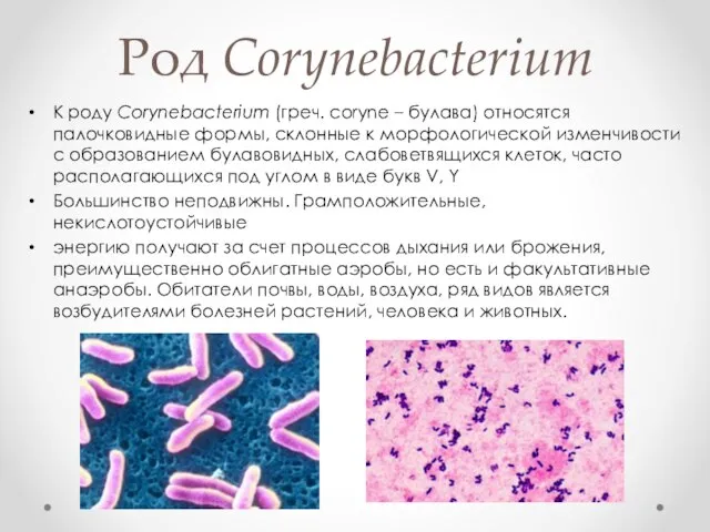 Род Corynebacterium К роду Corynebacterium (греч. coryne – булава) относятся палочковидные