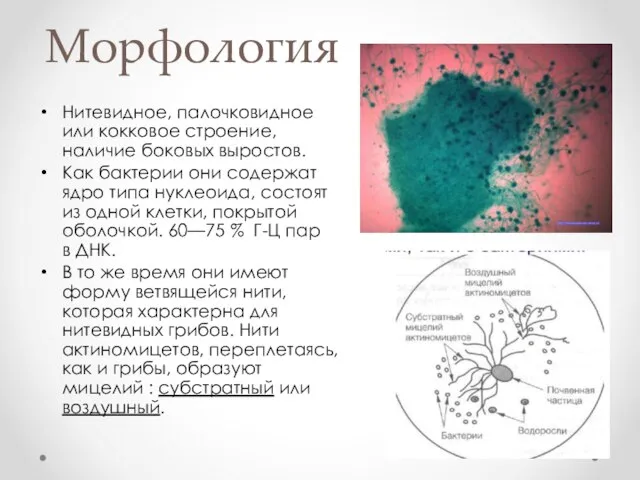 Морфология Нитевидное, палочковидное или кокковое строение, наличие боковых выростов. Как бактерии