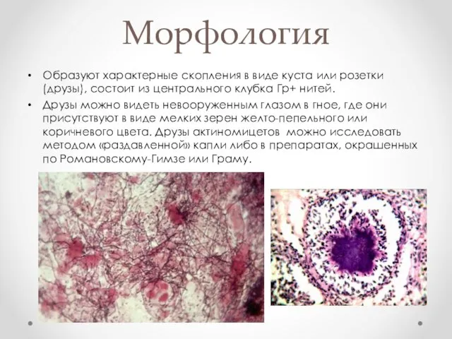 Образуют характерные скопления в виде куста или розетки (друзы), состоит из