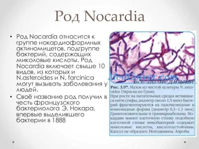 Род Nocardia Род Nocardia относится к группе нокардиоформных актиномицетов, подгруппе бактерий,