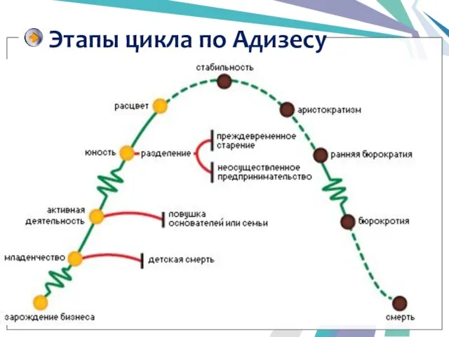 Этапы цикла по Адизесу