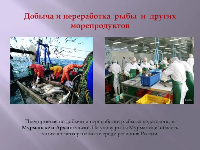 Добыча и переработка рыбы и других морепродуктов Предприятия по добычи и