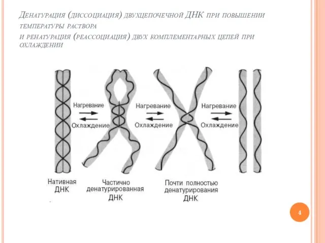 Денатурация (диссоциация) двухцепочечной ДНК при повышении температуры раствора и ренатурация (реассоциация) двух комплементарных цепей при охлаждении