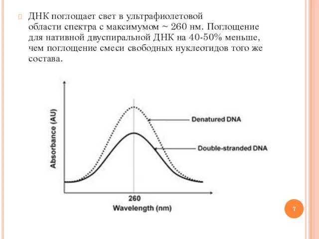 ДНК поглощает свет в ультрафиолетовой области спектра с максимумом ~ 260