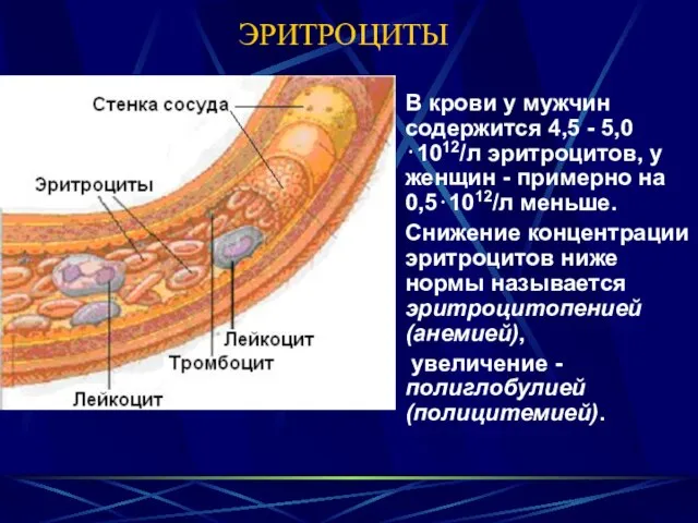 ЭРИТРОЦИТЫ В крови у мужчин содержится 4,5 - 5,0⋅1012/л эритроцитов, у