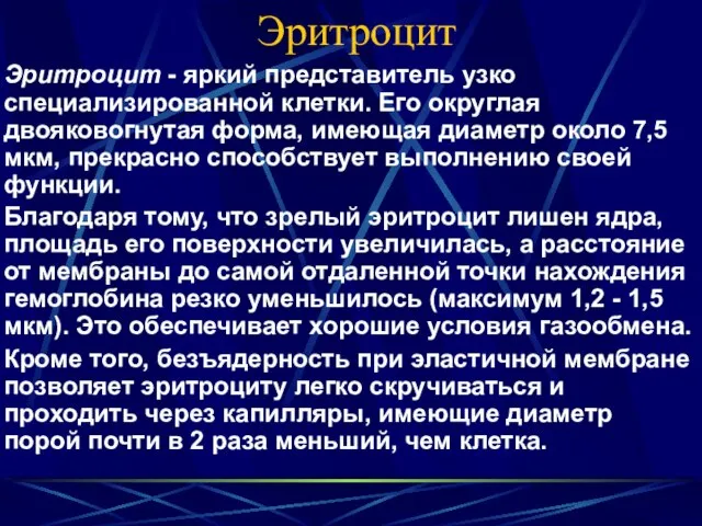 Эритроцит Эритроцит - яркий представитель узко специализированной клетки. Его округлая двояковогнутая