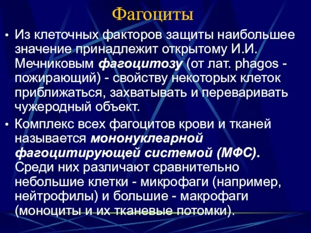 Фагоциты Из клеточных факторов защиты наибольшее значение принадлежит открытому И.И. Мечниковым