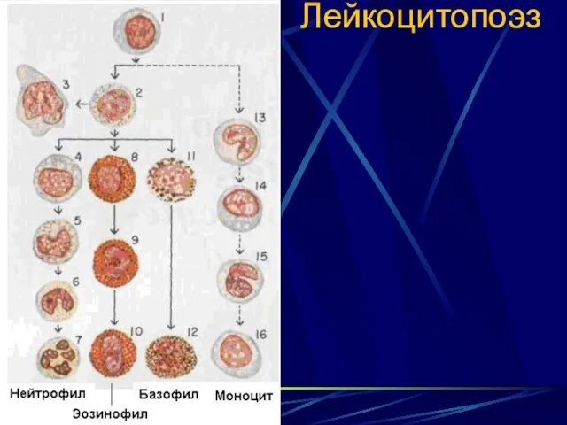 Лейкоцитопоэз