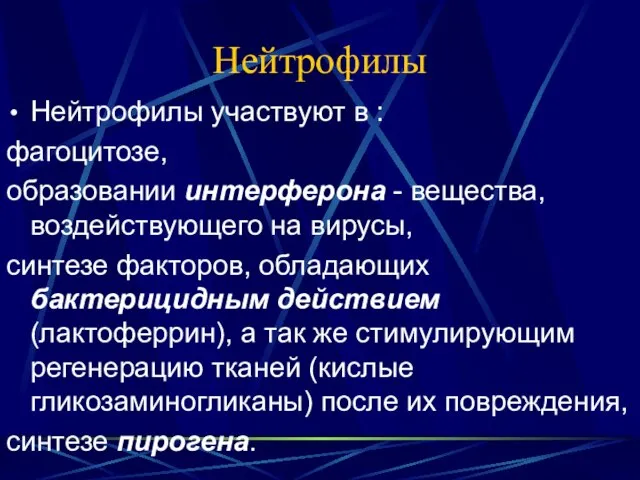 Нейтрофилы Нейтрофилы участвуют в : фагоцитозе, образовании интерферона - вещества, воздействующего