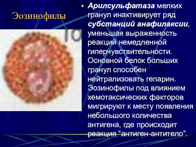 Эозинофилы Арилсульфатаза мелких гранул инактивирует ряд субстанций анафилаксии, уменьшая выраженность реакций