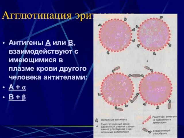 Агглютинация эритроцитов Антигены А или В, взаимодействуют с имеющимися в плазме