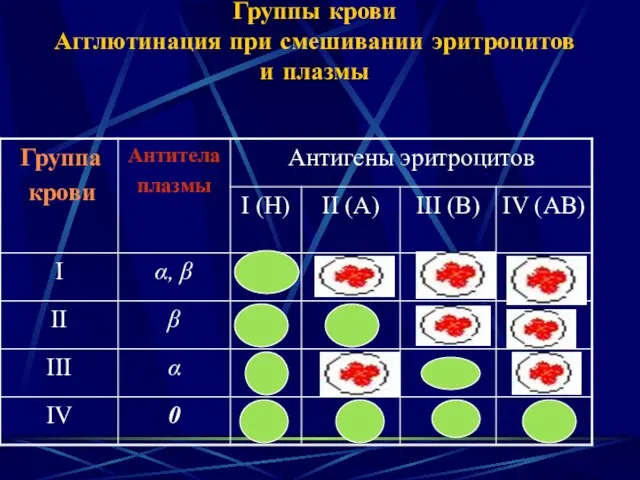 Группы крови Агглютинация при смешивании эритроцитов и плазмы