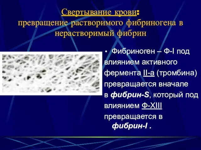 Свертывание крови: превращение растворимого фибриногена в нерастворимый фибрин Фибриноген – Ф-I