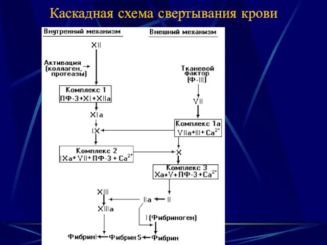 Каскадная схема свертывания крови