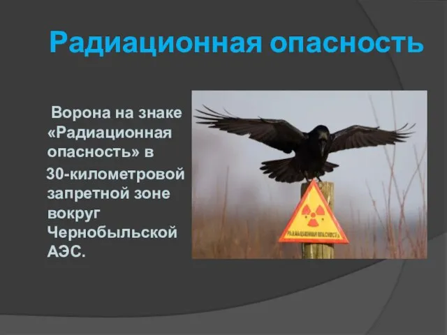 Радиационная опасность Ворона на знаке «Радиационная опасность» в 30-километровой запретной зоне вокруг Чернобыльской АЭС.