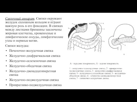 Связочный аппарат. Связки окружают желудок сплошным кольцом и играют важную роль