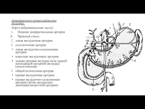 Артериальное кровоснабжение желудка: Аорта (абдоминальная часть) Нижняя диафрагмальная артерия Чревный ствол: