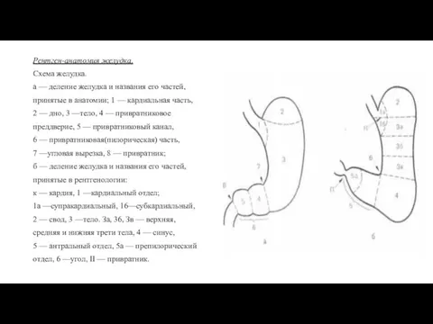 Рентген-анатомия желудка. Схема желудка. а — деление желудка и названия его