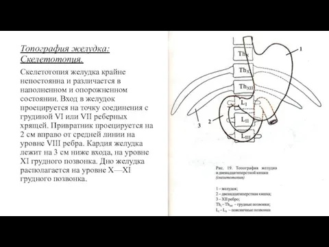 Топография желудка: Скелетотопия. Скелетотопия желудка крайне непостоянна и различается в наполненном