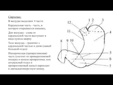 Строение: В желудке выделяют 4 части: Кардиальная часть - часть, в