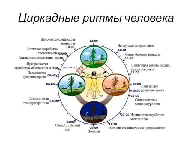 Циркадные ритмы человека