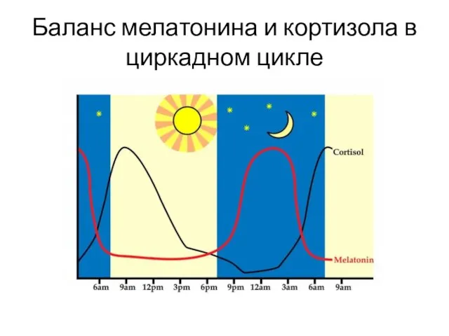 Баланс мелатонина и кортизола в циркадном цикле